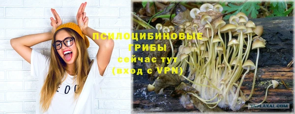 шишки Абаза